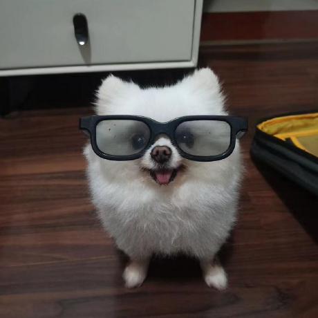 可爱的小狗狗